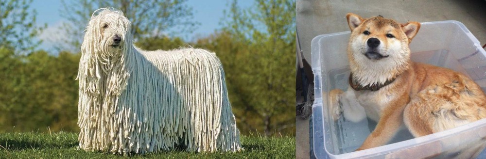 Shiba Inu vs Komondor - Breed Comparison