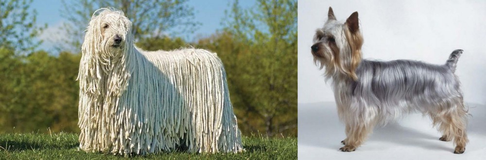 Silky Terrier vs Komondor - Breed Comparison