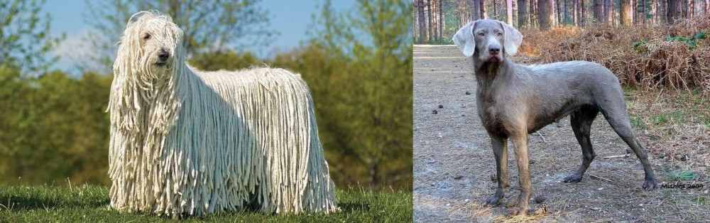 Slovensky Hrubosrsty Stavac vs Komondor - Breed Comparison