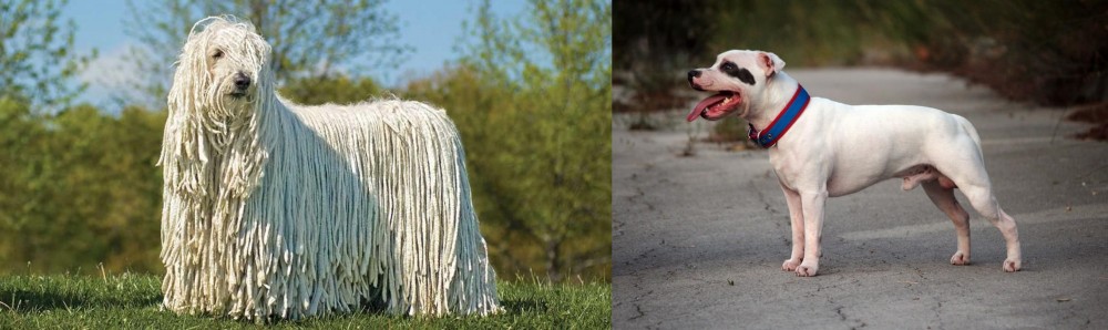Staffordshire Bull Terrier vs Komondor - Breed Comparison