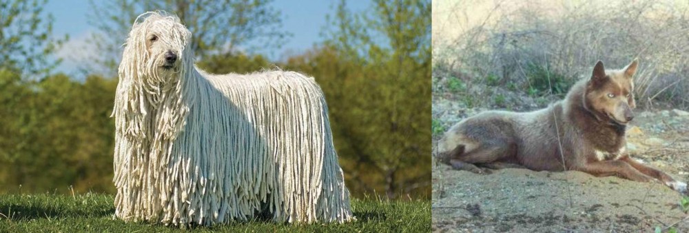 Tahltan Bear Dog vs Komondor - Breed Comparison