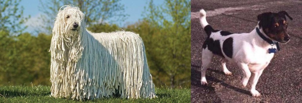 Teddy Roosevelt Terrier vs Komondor - Breed Comparison