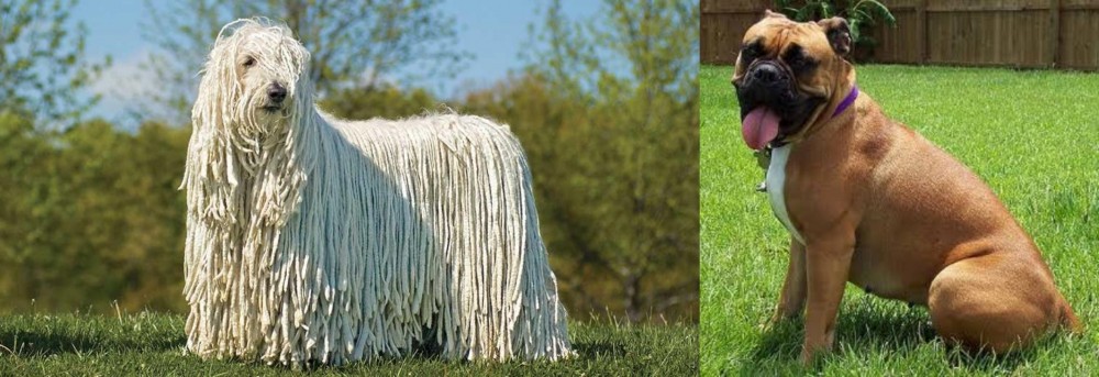 Valley Bulldog vs Komondor - Breed Comparison