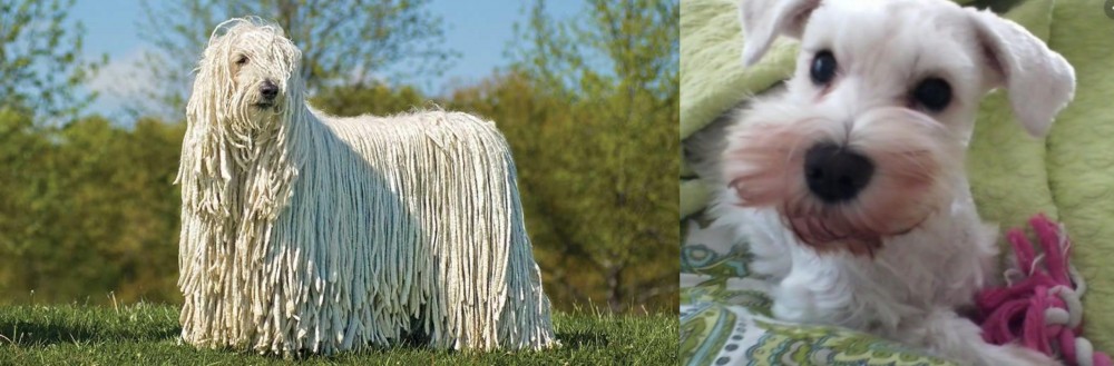 White Schnauzer vs Komondor - Breed Comparison