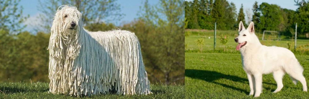 White Shepherd vs Komondor - Breed Comparison