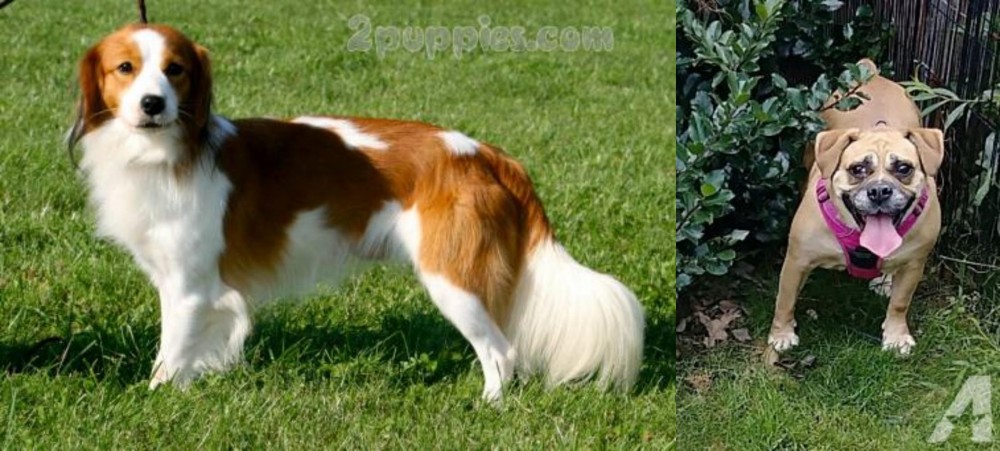 Beabull vs Kooikerhondje - Breed Comparison