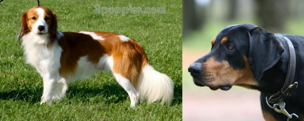Lithuanian Hound vs Kooikerhondje - Breed Comparison