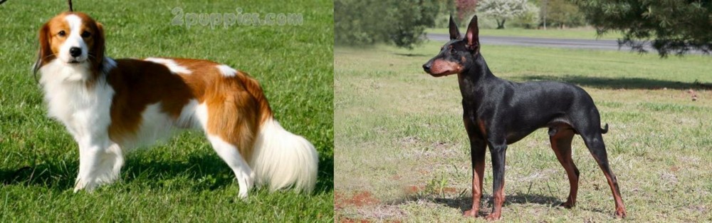 Manchester Terrier vs Kooikerhondje - Breed Comparison