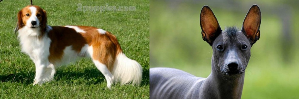 Mexican Hairless vs Kooikerhondje - Breed Comparison