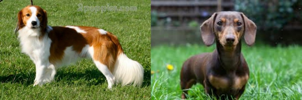 Miniature Dachshund vs Kooikerhondje - Breed Comparison