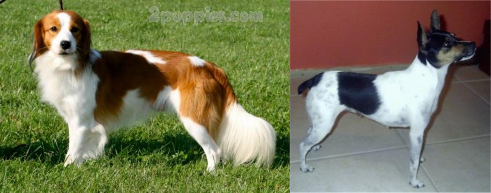 Miniature Fox Terrier vs Kooikerhondje - Breed Comparison