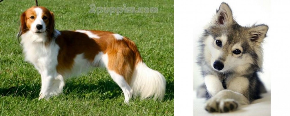 Miniature Siberian Husky vs Kooikerhondje - Breed Comparison