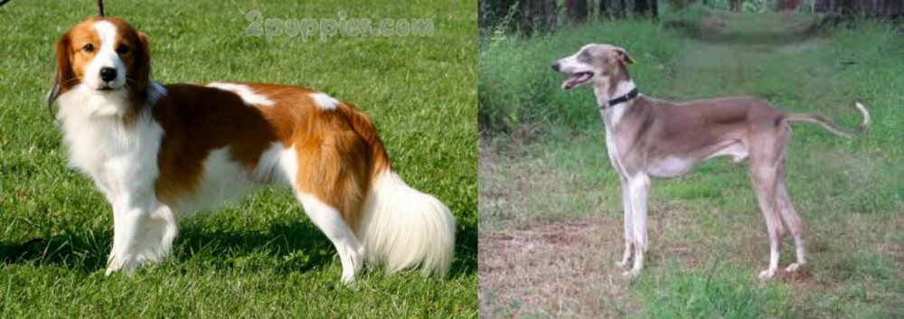 Mudhol Hound vs Kooikerhondje - Breed Comparison