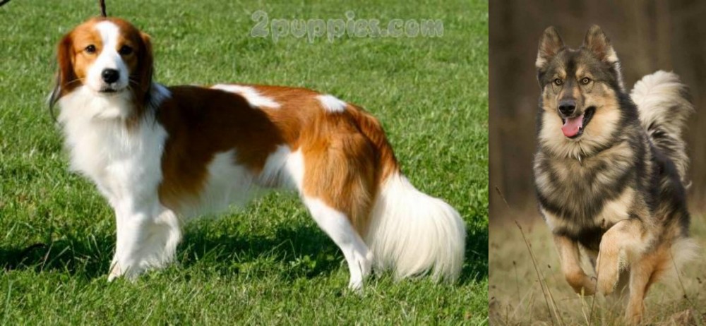 Native American Indian Dog vs Kooikerhondje - Breed Comparison