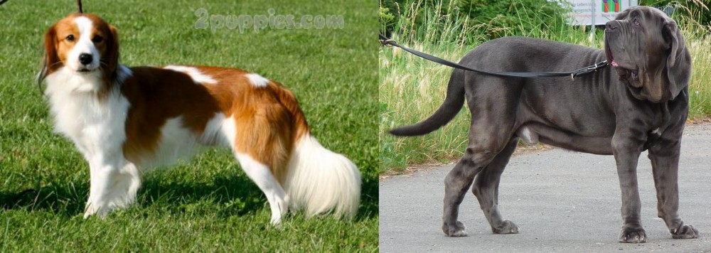 Neapolitan Mastiff vs Kooikerhondje - Breed Comparison