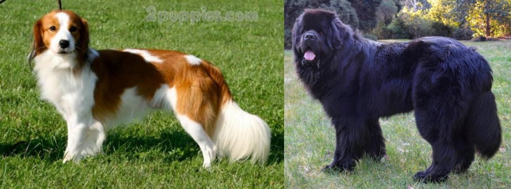 Newfoundland Dog vs Kooikerhondje - Breed Comparison