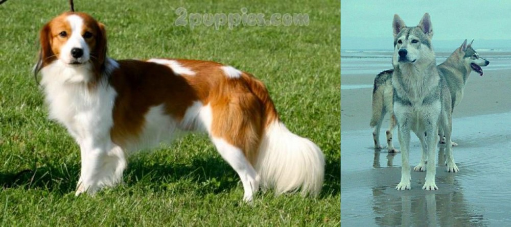 Northern Inuit Dog vs Kooikerhondje - Breed Comparison