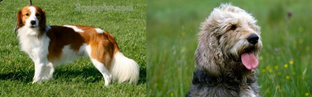 Otterhound vs Kooikerhondje - Breed Comparison