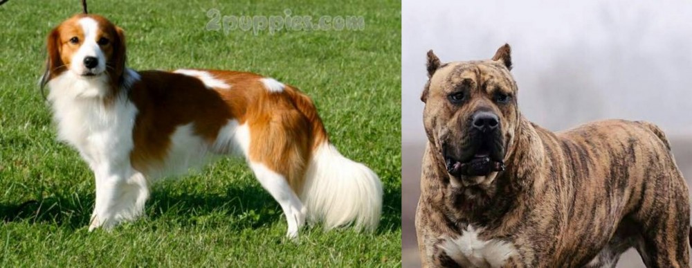 Perro de Presa Canario vs Kooikerhondje - Breed Comparison