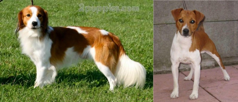 Plummer Terrier vs Kooikerhondje - Breed Comparison