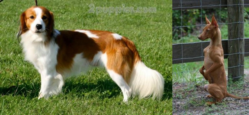 Podenco Andaluz vs Kooikerhondje - Breed Comparison