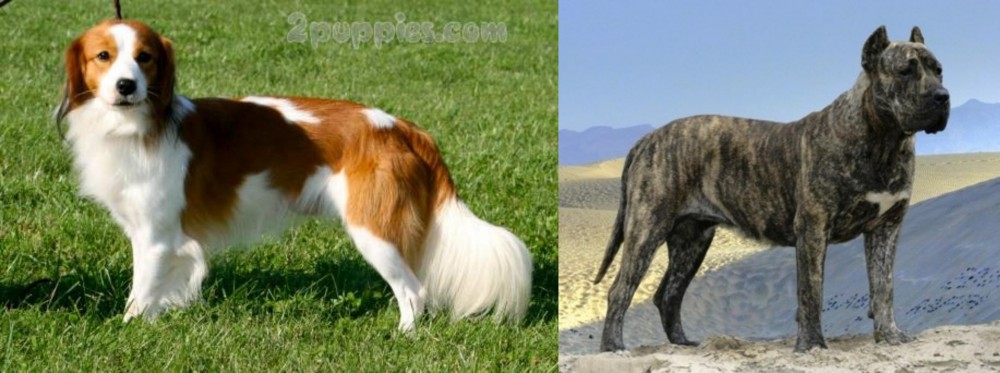 Presa Canario vs Kooikerhondje - Breed Comparison