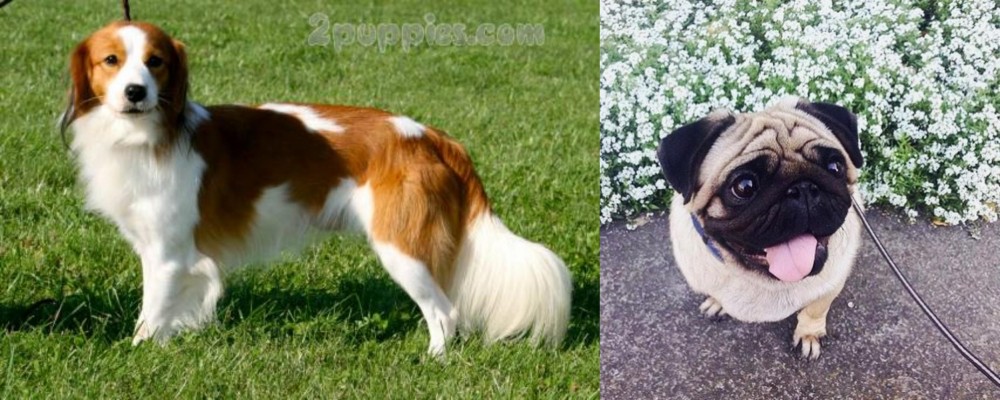 Pug vs Kooikerhondje - Breed Comparison