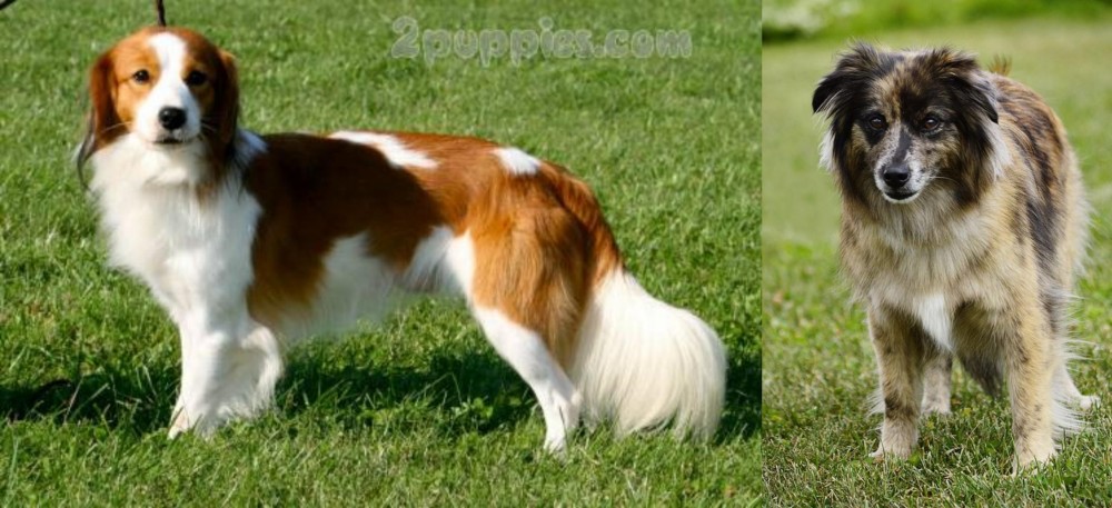 Pyrenean Shepherd vs Kooikerhondje - Breed Comparison