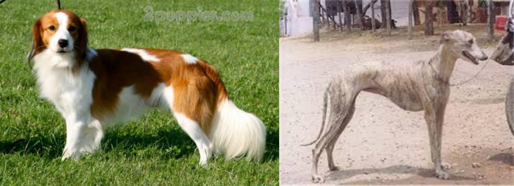 Rampur Greyhound vs Kooikerhondje - Breed Comparison