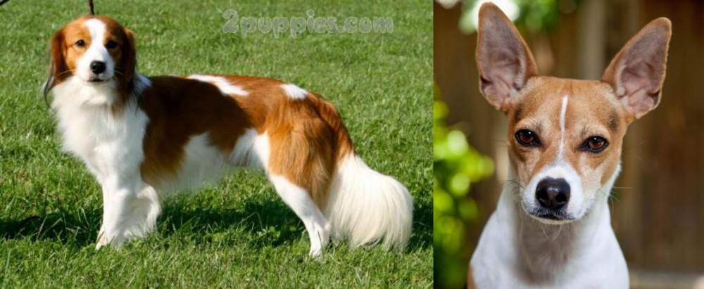 Rat Terrier vs Kooikerhondje - Breed Comparison