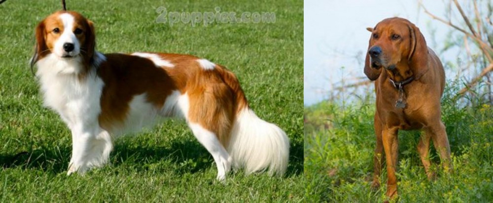 Redbone Coonhound vs Kooikerhondje - Breed Comparison