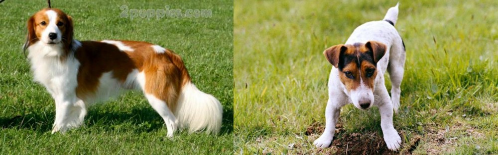 Russell Terrier vs Kooikerhondje - Breed Comparison