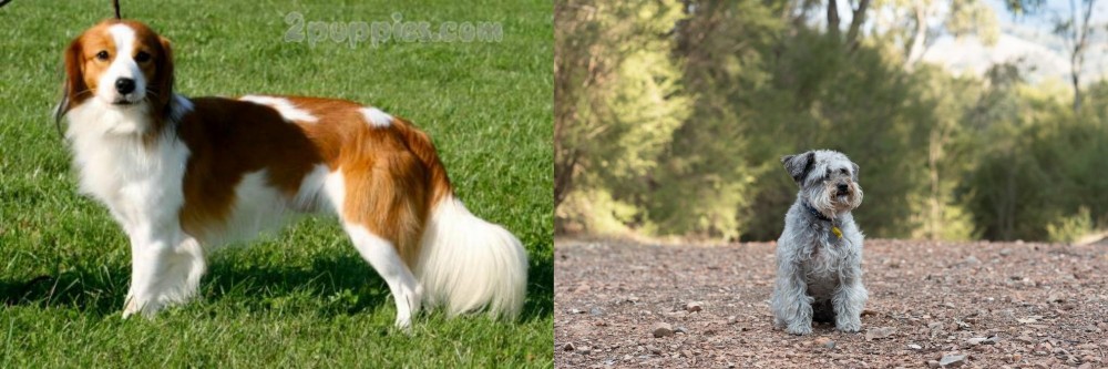 Schnoodle vs Kooikerhondje - Breed Comparison