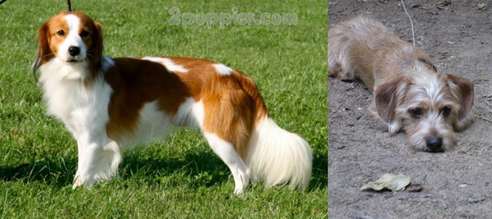 Schweenie vs Kooikerhondje - Breed Comparison