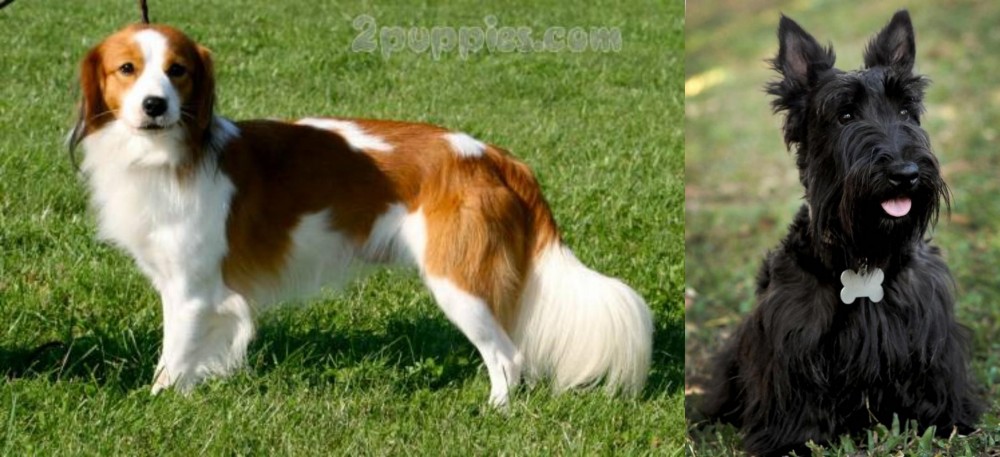 Scoland Terrier vs Kooikerhondje - Breed Comparison