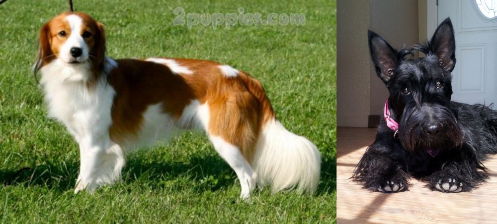 Scottish Terrier vs Kooikerhondje - Breed Comparison