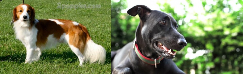 Shepard Labrador vs Kooikerhondje - Breed Comparison