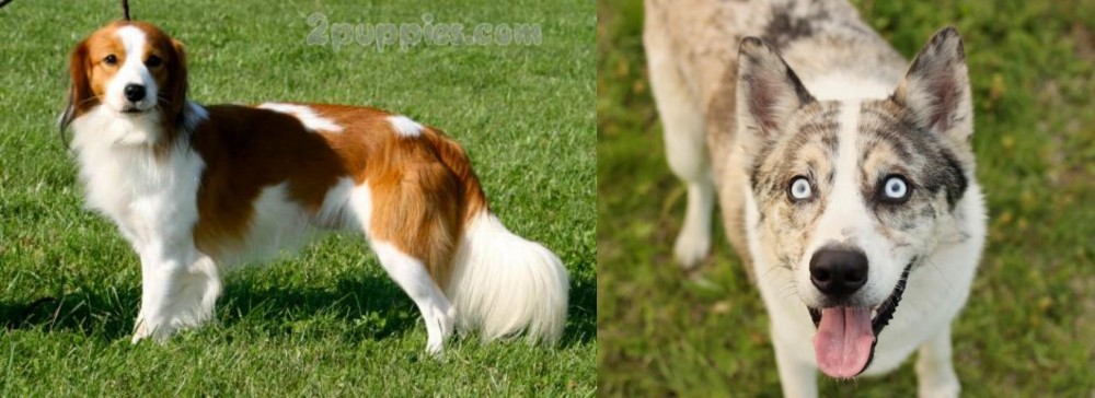 Shepherd Husky vs Kooikerhondje - Breed Comparison