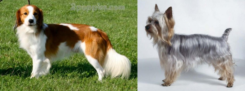 Silky Terrier vs Kooikerhondje - Breed Comparison
