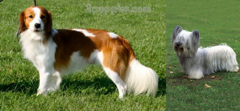 Skye Terrier vs Kooikerhondje - Breed Comparison
