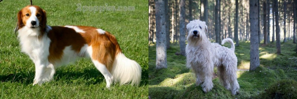 Soft-Coated Wheaten Terrier vs Kooikerhondje - Breed Comparison