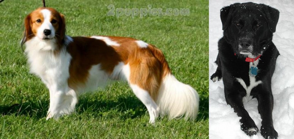 St. John's Water Dog vs Kooikerhondje - Breed Comparison