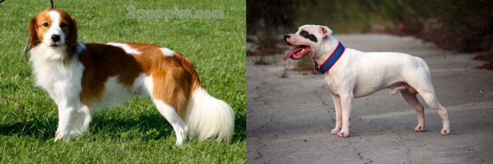 Staffordshire Bull Terrier vs Kooikerhondje - Breed Comparison