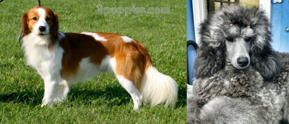 Standard Poodle vs Kooikerhondje - Breed Comparison