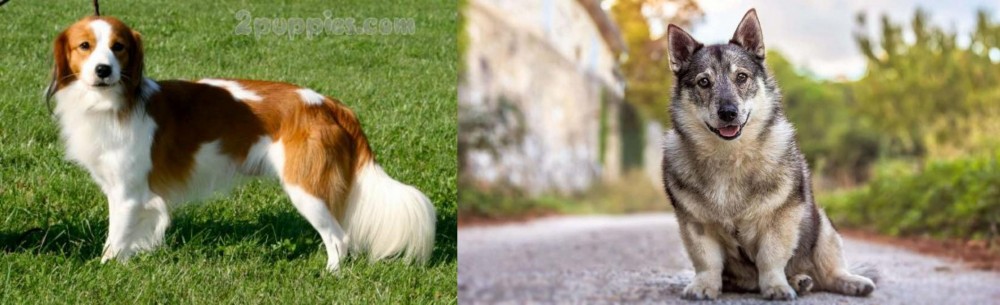 Swedish Vallhund vs Kooikerhondje - Breed Comparison