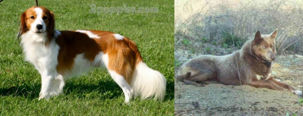 Tahltan Bear Dog vs Kooikerhondje - Breed Comparison