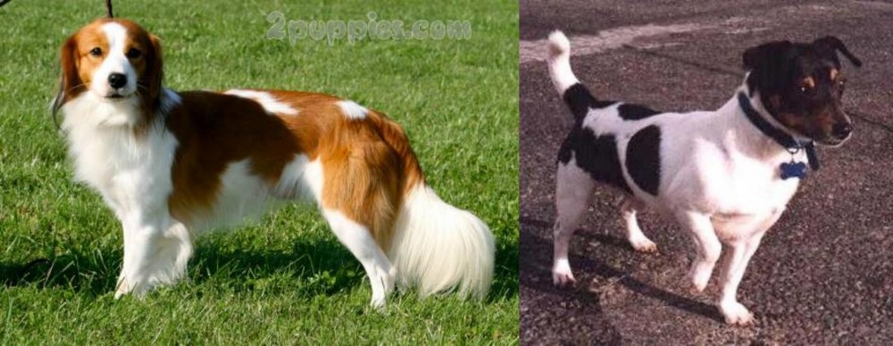 Teddy Roosevelt Terrier vs Kooikerhondje - Breed Comparison