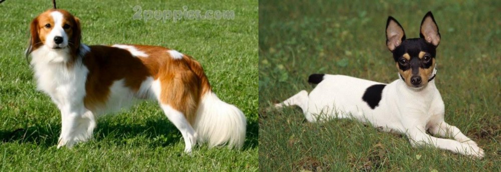 Toy Fox Terrier vs Kooikerhondje - Breed Comparison