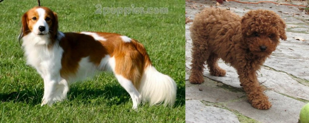 Toy Poodle vs Kooikerhondje - Breed Comparison