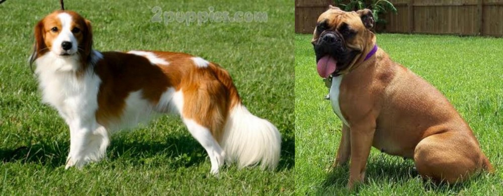Valley Bulldog vs Kooikerhondje - Breed Comparison
